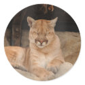 Mountain Lion stickers by jkingiv Mountain Lion stickers