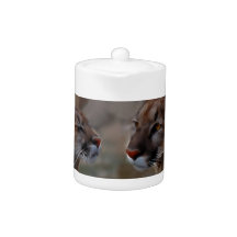 Mountain lions in love
