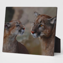 Mountain lions in love photo plaques
