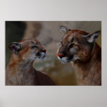 Mountain lions reverence poster