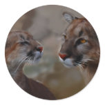Mountain lions reverence stickers