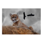 lion, mountain lion, puma, for all, cougar,