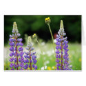 Mountain Lupine Card by Mwiley07 Mountain Lupine Card