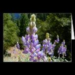 Mountain Lupins Card
