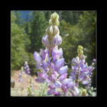 Mountain Lupins Magnet