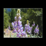 Mountain Lupins Postcard