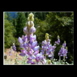 Mountain Lupins Postcard