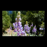 Mountain Lupins Print