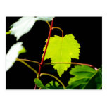 Mountain Maple Post Cards