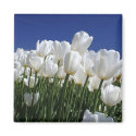Mountain of Tulips on a perfect blue sky magnets