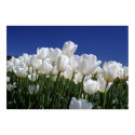 Mountain of Tulips on a perfect blue sky posters