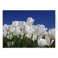 Mountain of white tulips against a blue sky card