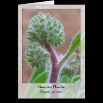 Mountain Phacelia - Native Notecard cards