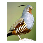 Mountain Quail Postcard