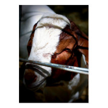 Mountain Ranch Business Cards