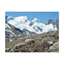 Mountain Sheep in Swiss Alps -- Postcard