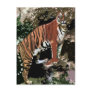 Mountain Tiger Postcard