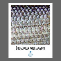 Mountain Whitefish FFF Poster posters
