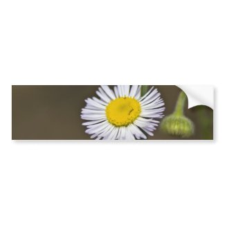 Mountain Wildflower Bumper Sticker