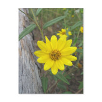 Mountain Wildflower Post Card postcards