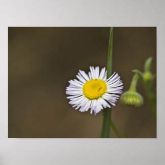 Mountain Wildflower Posters
