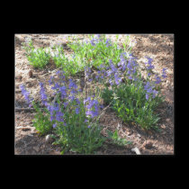 Mountain Wildflowers Postcard postcards