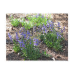 Mountain Wildflowers Postcard