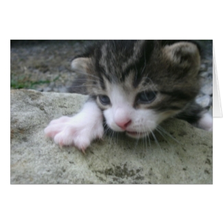 Mountaineer Kitten