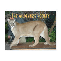 MountainLion, The Wilderness Society postcards by Wildernesssf MountainLion, The Wilderness Society postcards