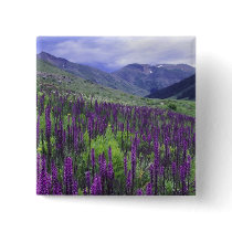 Mountains and wildflowers in alpine meadow, 2
