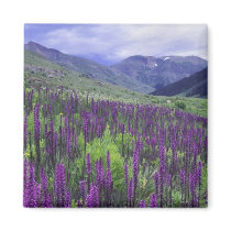 Mountains and wildflowers in alpine meadow, 2 refrigerator magnets