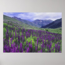 Mountains and wildflowers in alpine meadow, 2