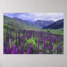 Mountains and wildflowers in alpine meadow, 2 posters