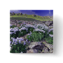 Mountains and wildflowers in alpine meadow,