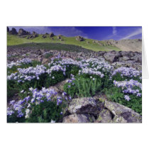 Mountains and wildflowers in alpine meadow, greeting card