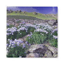 Mountains and wildflowers in alpine meadow, magnet