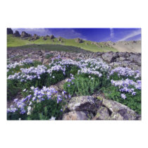 Mountains and wildflowers in alpine meadow,