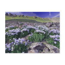 Mountains and wildflowers in alpine meadow, postcards