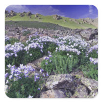 Mountains and wildflowers in alpine meadow, square stickers