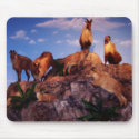 Mountaintop Rams mousepads by naturecrossings Mountaintop Rams mousepads