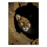 Mountian Lion Hiding in Log Card
