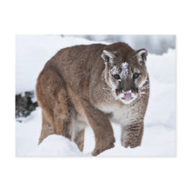 Mountina Lion on the Prowl Post Card