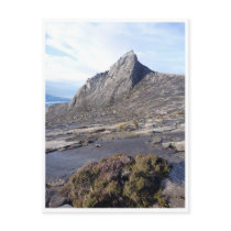 mountt kinabalu shrub postcards
