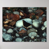 Mourning Cloak #01 Posters