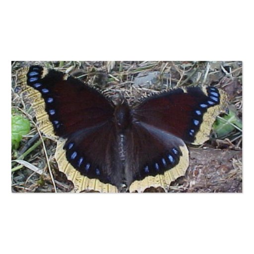 Mourning Cloak Butterfly Business Cards (back side)