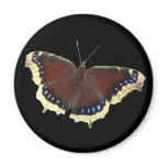 Mourning Cloak butterfly ~ magnet