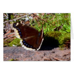 Mourning Cloak Butterfly Upclose Card