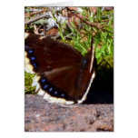 Mourning Cloak Butterfly Upclose Card