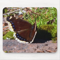 Mourning Cloak Butterfly Upclose Mouse Pad