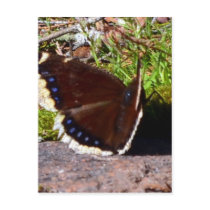 Mourning Cloak Butterfly Upclose Postcard